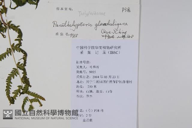 密腺副金星蕨藏品圖，第2張