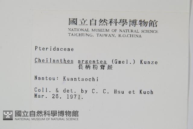 長柄粉背蕨藏品圖，第2張