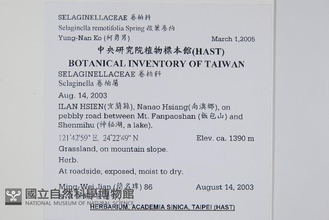 疏葉卷柏藏品圖，第2張