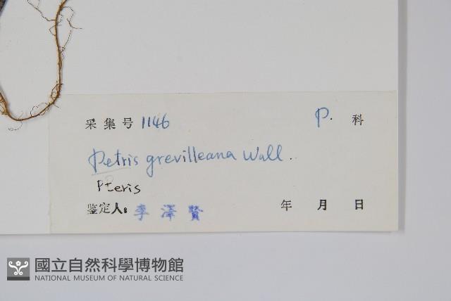 翅柄鳳尾蕨藏品圖，第2張