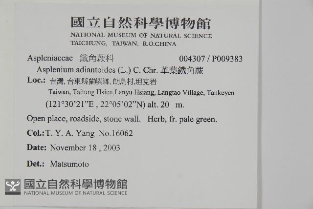 革葉鐵角蕨藏品圖，第2張