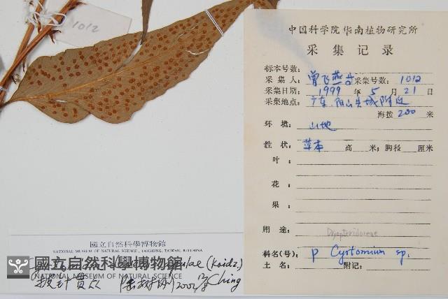 披針貫眾蕨藏品圖，第2張