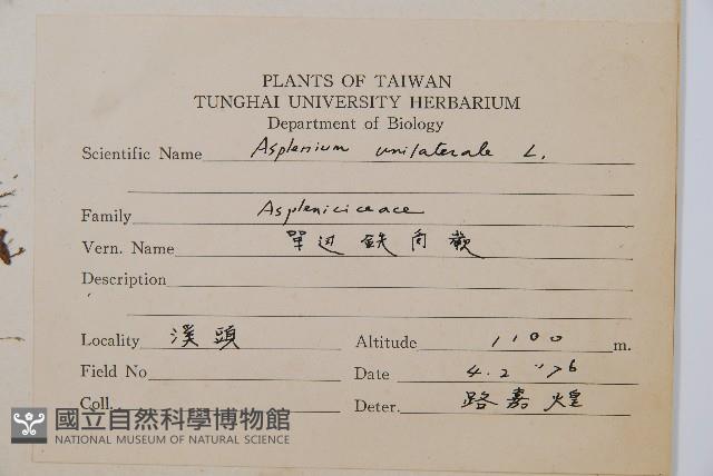 單邊鐵角蕨藏品圖，第2張