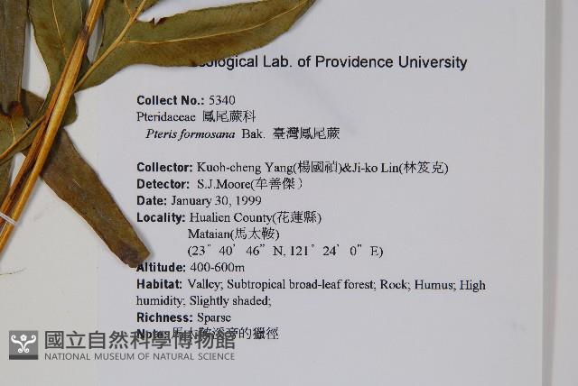 臺灣鳳尾蕨藏品圖，第2張