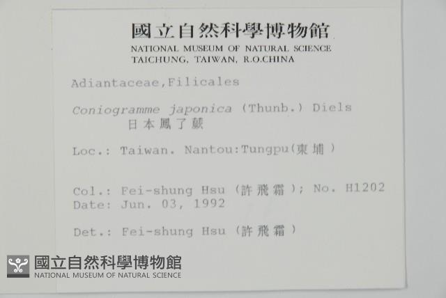 日本鳳丫蕨藏品圖，第2張