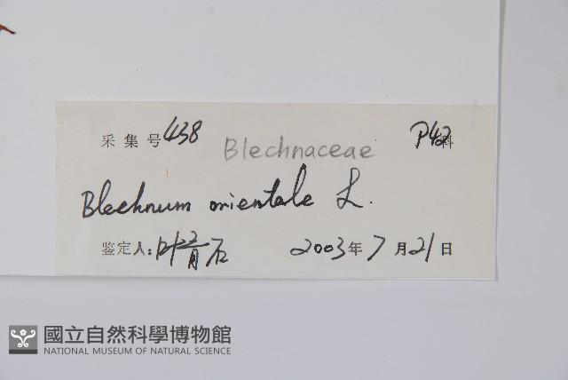 烏毛蕨藏品圖，第2張