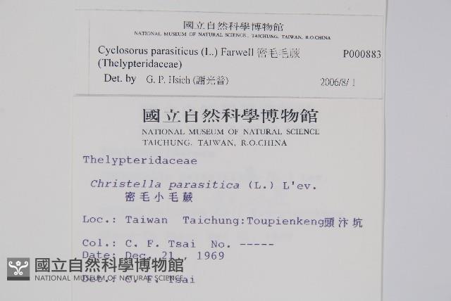 密毛毛蕨藏品圖，第2張