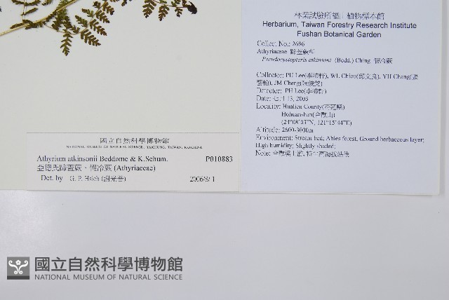 毛冷蕨藏品圖，第2張