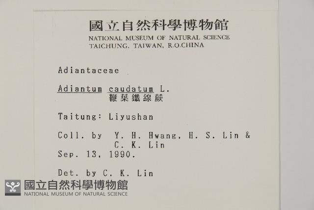 鞭葉鐵線蕨藏品圖，第2張