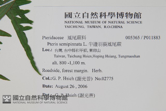 半邊羽裂鳳尾蕨藏品圖，第2張