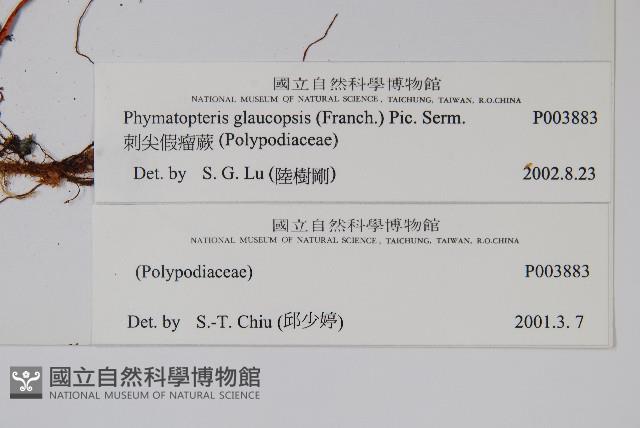 刺尖假瘤蕨藏品圖，第2張