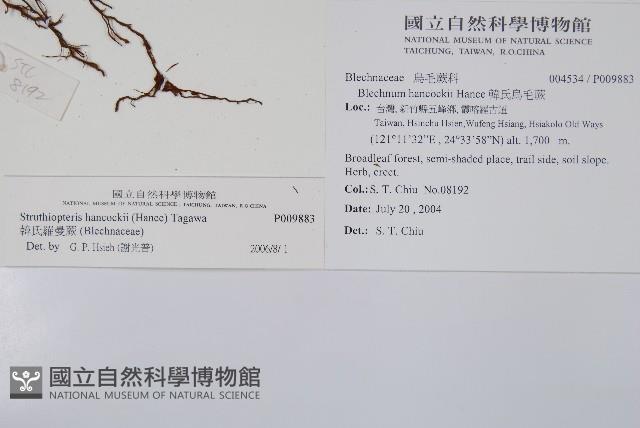 韓氏羅曼蕨藏品圖，第2張