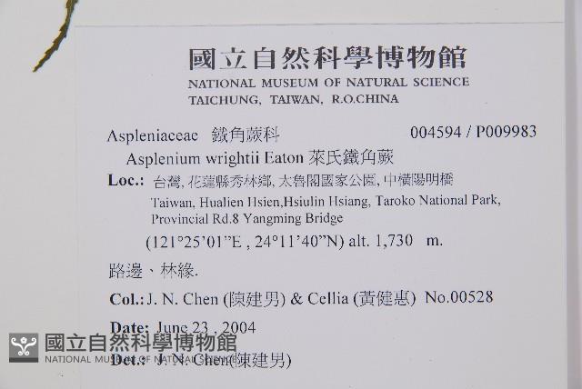 萊氏鐵角蕨藏品圖，第2張