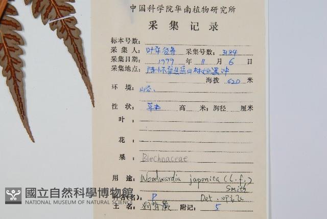 日本狗脊蕨藏品圖，第2張