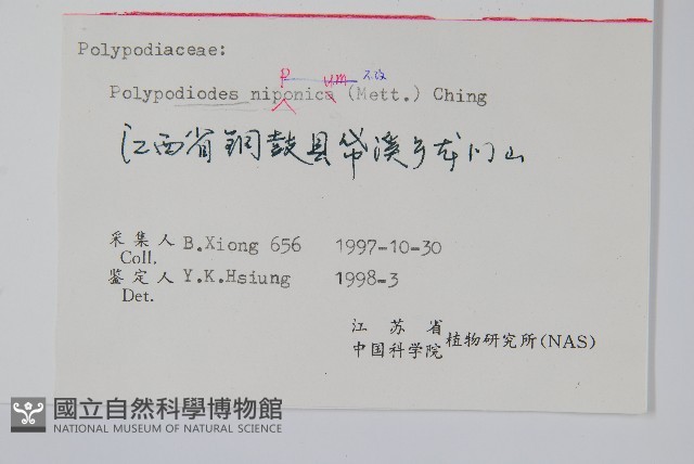 日本水龍骨藏品圖，第2張