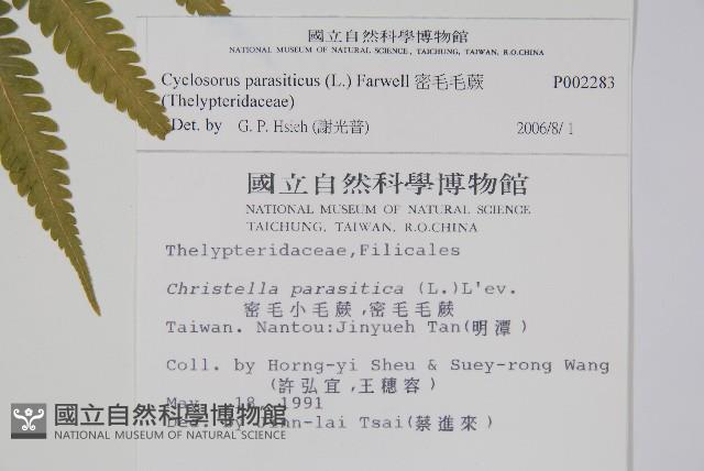 密毛毛蕨藏品圖，第2張