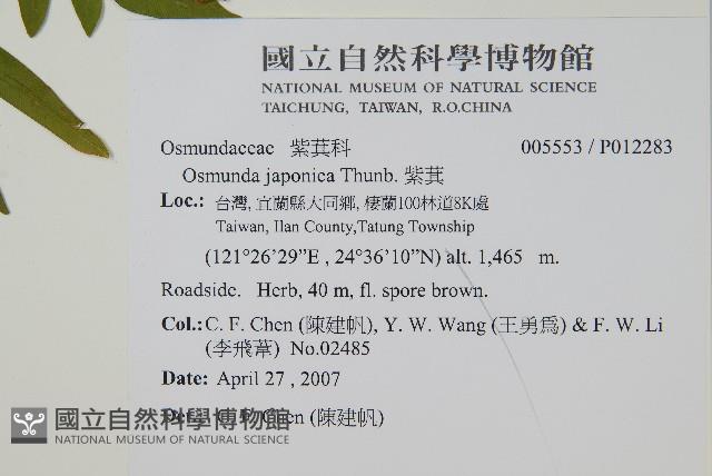 紫萁藏品圖，第2張