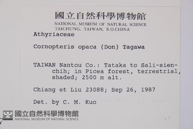 黑葉貞蕨藏品圖，第2張