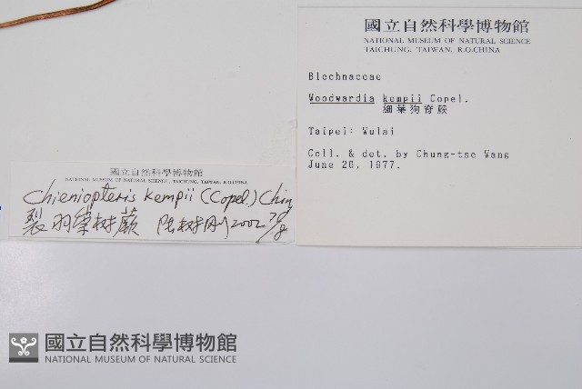 裂羽崇澍蕨藏品圖，第2張