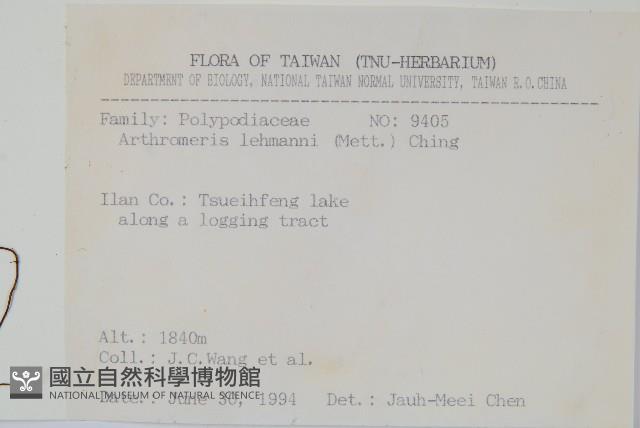 肢節蕨藏品圖，第2張