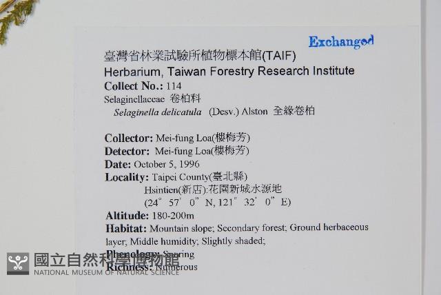 全緣卷柏藏品圖，第2張