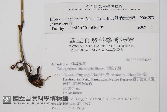 細柄雙蓋蕨藏品圖，第2張