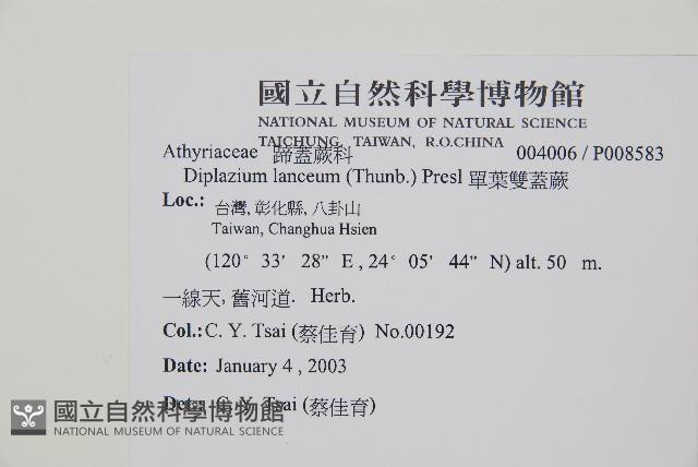 單葉雙蓋蕨藏品圖，第2張