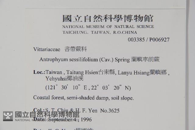 蘭嶼車前蕨藏品圖，第2張