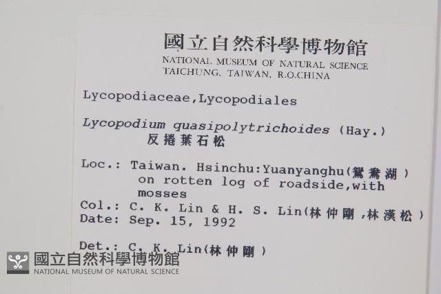 蛇足石杉、千層塔藏品圖，第5張