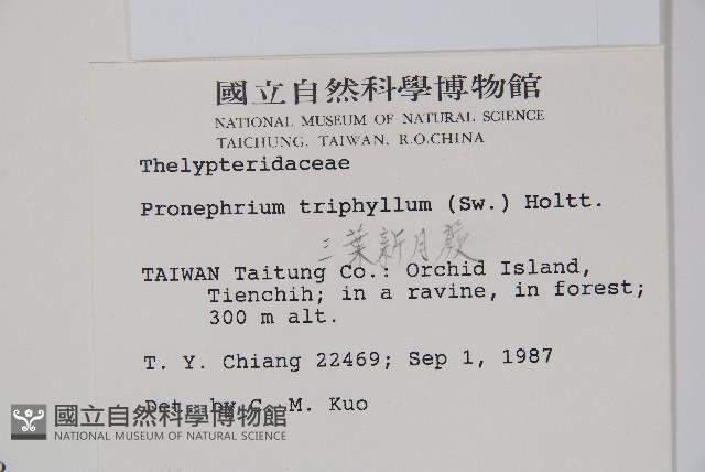 新月蕨藏品圖，第2張