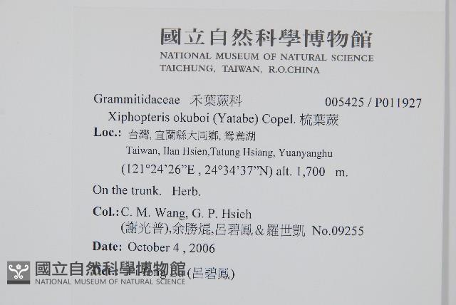 梳葉蕨藏品圖，第2張