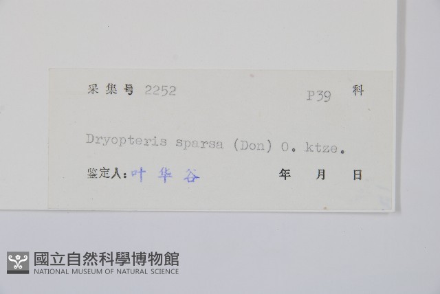 長葉鱗毛蕨藏品圖，第2張