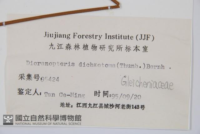 芒萁藏品圖，第2張