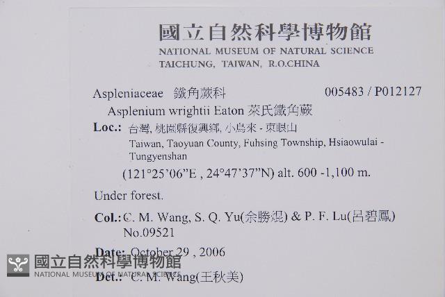 萊氏鐵角蕨藏品圖，第2張