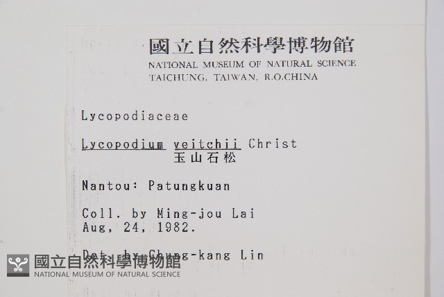 玉山石松藏品圖，第2張