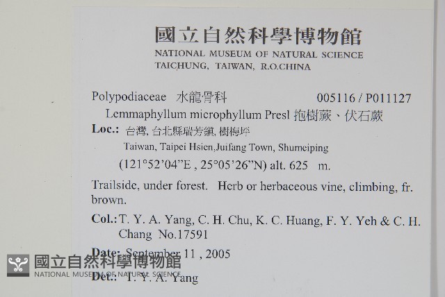 抱樹蕨、伏石蕨藏品圖，第2張