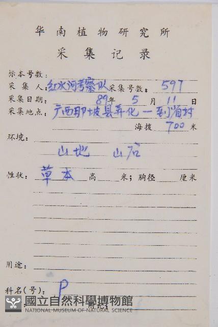 毛柄短腸蕨藏品圖，第2張