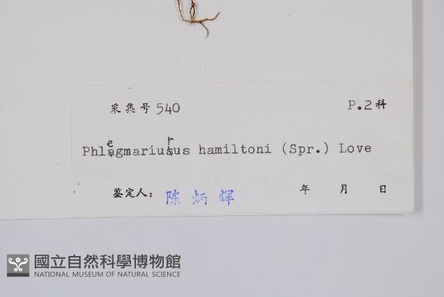 喜馬馬尾杉藏品圖，第2張