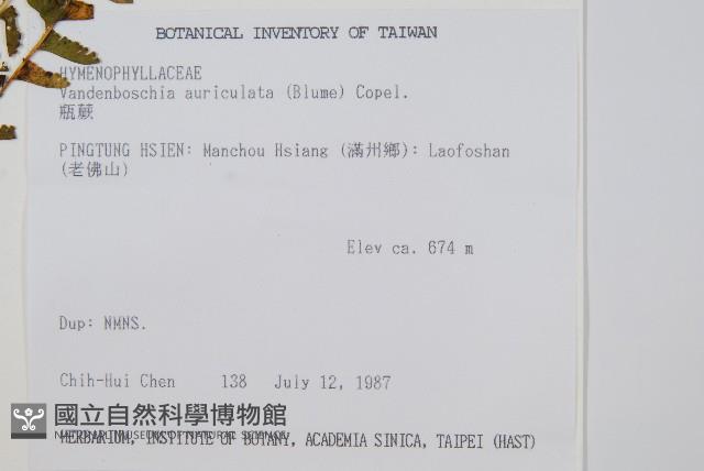 攀緣鱗始蕨藏品圖，第2張