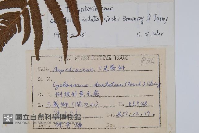 毛蕨藏品圖，第2張