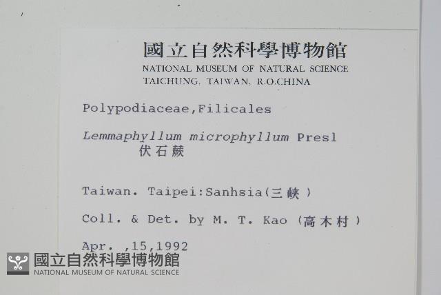 抱樹蕨、伏石蕨藏品圖，第2張