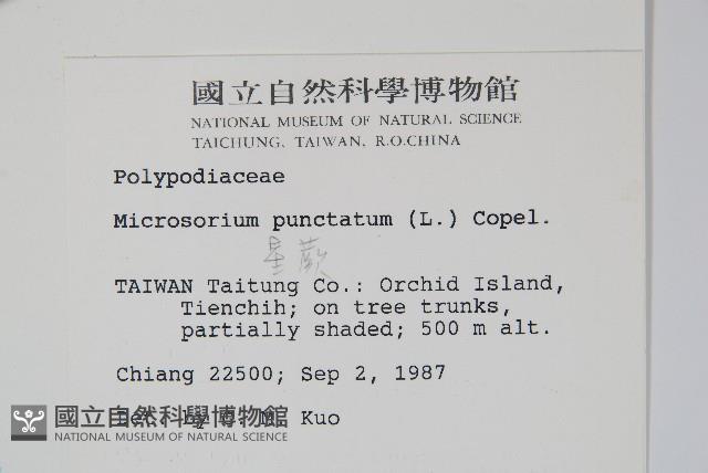 星蕨藏品圖，第2張