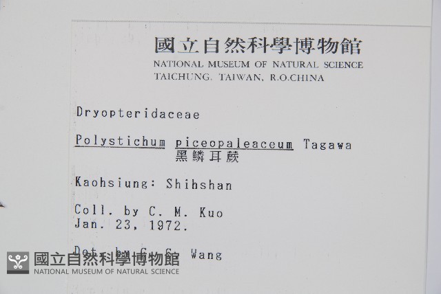 黑鱗耳蕨藏品圖，第2張