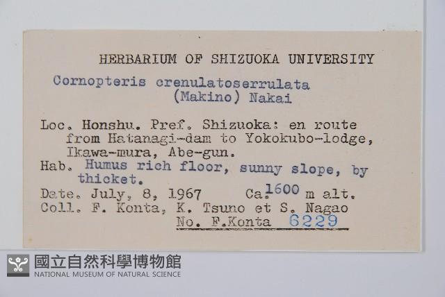 東北角蕨藏品圖，第2張