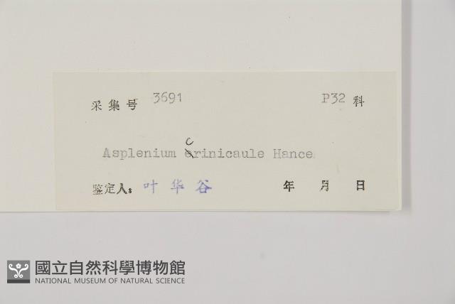 毛軸鐵角蕨藏品圖，第2張