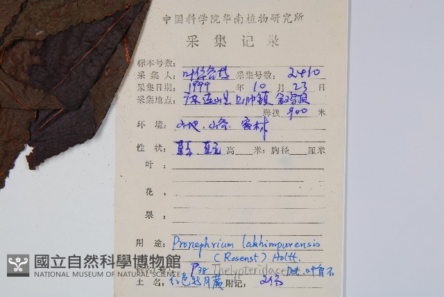 紅色新月蕨藏品圖，第2張