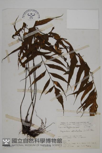 革葉鐵角蕨藏品圖，第1張