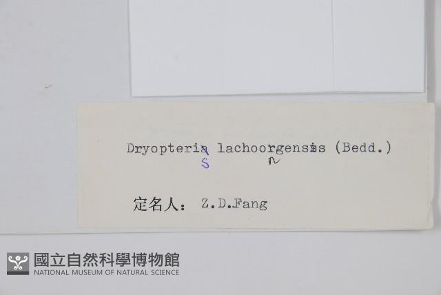 脈紋鱗毛蕨藏品圖，第2張