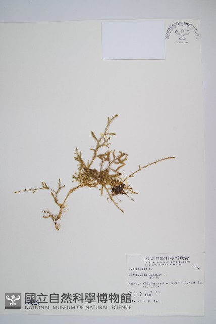 過山龍藏品圖，第1張