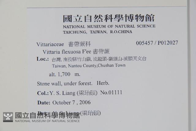 書帶蕨藏品圖，第2張